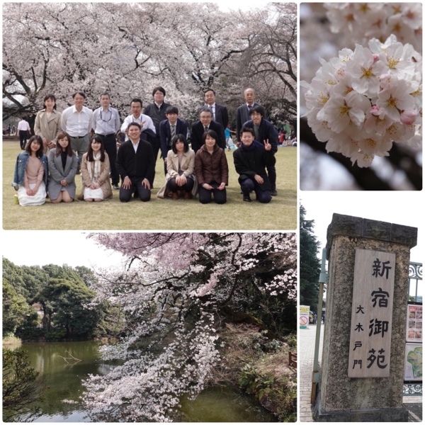 新宿御苑でお花見を開催！