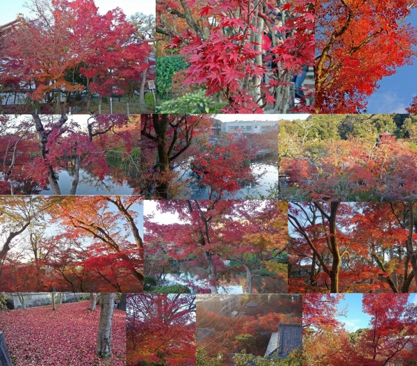 永観堂の紅葉