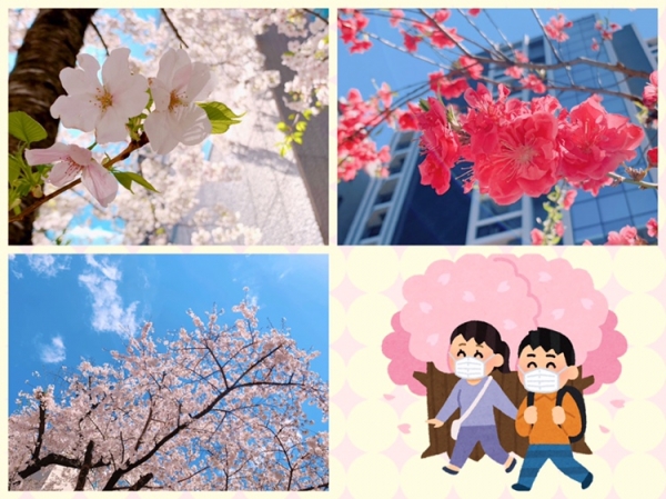 オフィスの近くで桜が咲いていました！