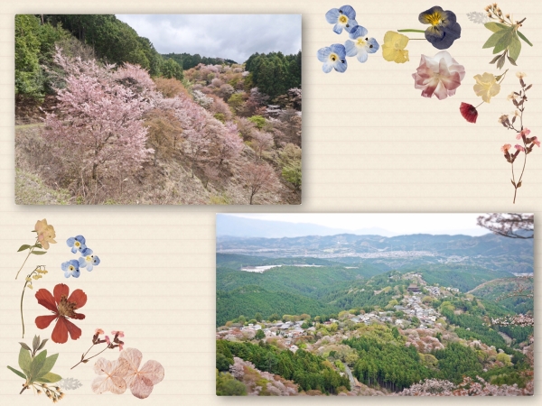 奈良吉野山の桜